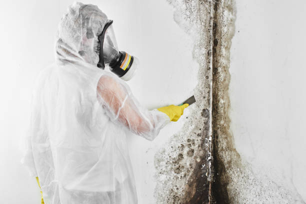 Best Post-Flood Mold Remediation in Old Jefferson, LA