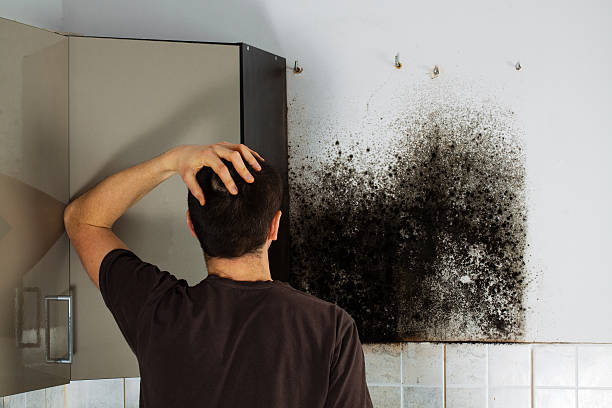 Best Industrial Mold Remediation in Old Jefferson, LA